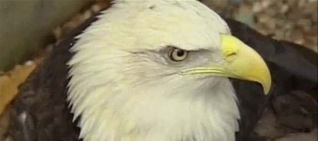 Bald Eagle Comes Back With a Vengeance