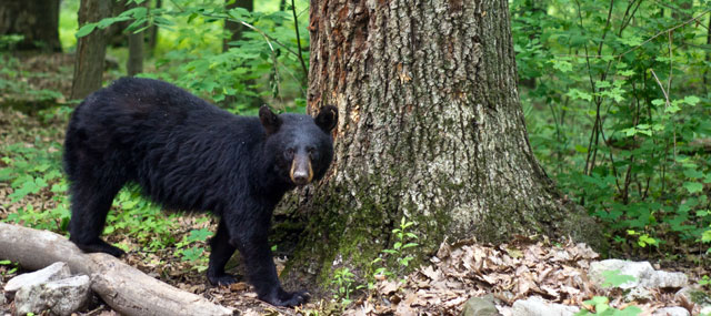 Court Ruling: The Hunt Is On