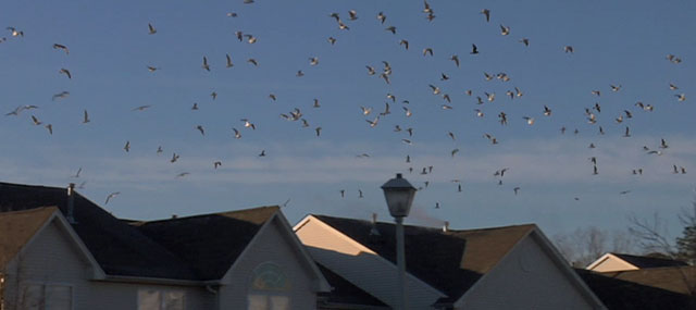 Thousands of Gulls Invade Tinton Falls