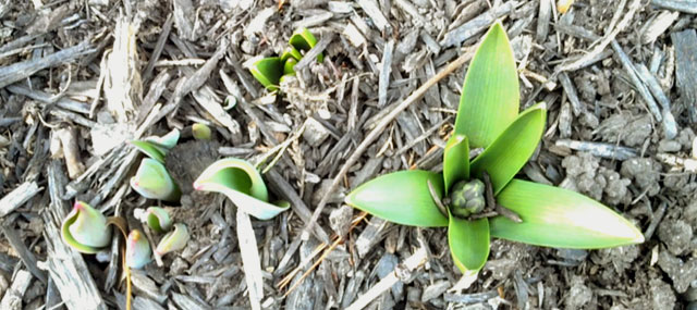 Mild Winter Leaves Some Plants and Crops Vulnerable
