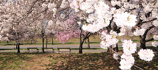 Cherry Blossoms Reign Supreme at Branch Brook Park