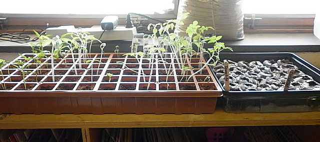 Edible Schoolyards: Creating a New Paradigm for How Kids Eat