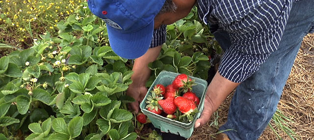New Jersey Strawberry Crop Ripe Two Weeks Early