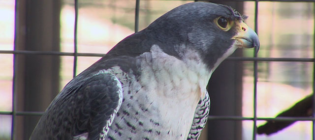 Peregrine Falcons Find Homes in Urban Communities