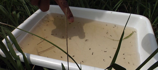 West Nile Virus Case Confirmed in New Jersey