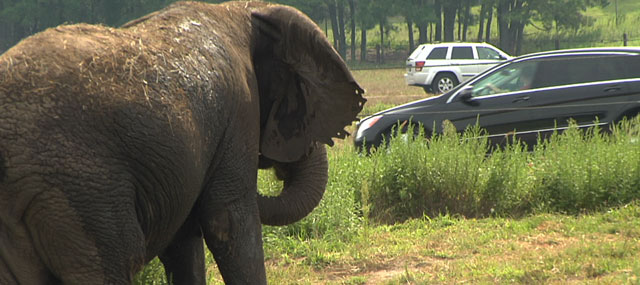 Six Flags Great Adventure to Close Drive Through Safari to Cars