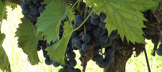 Quality Harvest Makes 2012 A Very Good Year for New Jersey Wineries