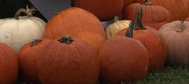 It’s a Banner Year for Pumpkins This Halloween