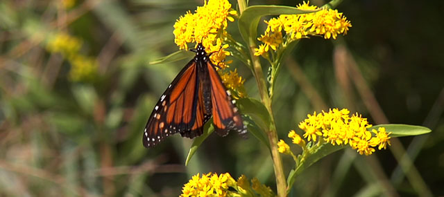 Monarch Butterflies Begin Annual Migration from Cape May to Mexico