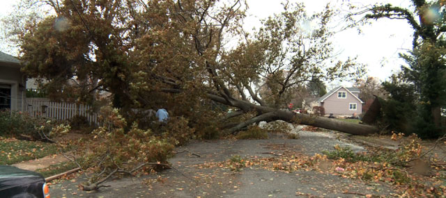 Power Outages Cause Review of Tree Trimming Programs