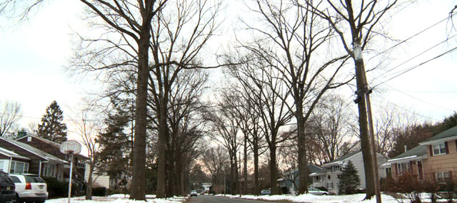 Local Codes Block Storm Wary Residents From Removing Trees