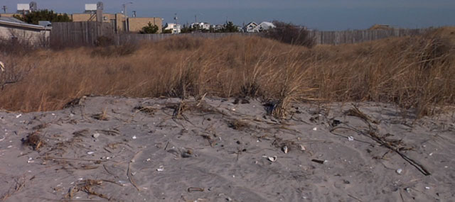 Sandy Causes a Demand for Dune Grass as a Defense Against Storms