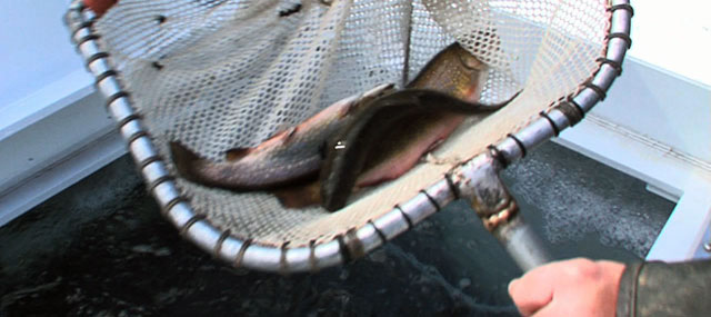 NJ Division of Fish and Wildlife Stock Waters with Trout