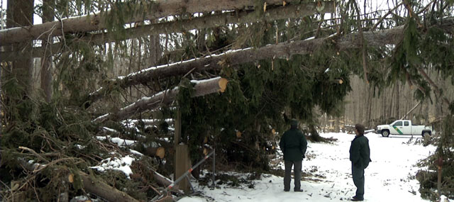Months After Sandy Struck, Downed Trees Still Remain