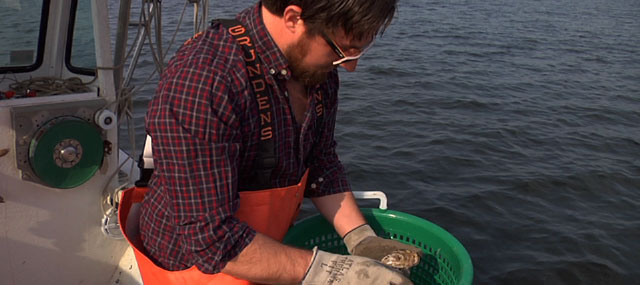 Oyster Farmers Get Back to Barnegat Bay After Sandy