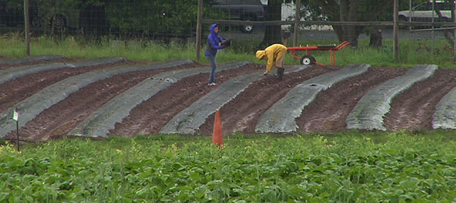 Heavy Rainfall Causes Loss of Crops at New Jersey Farms