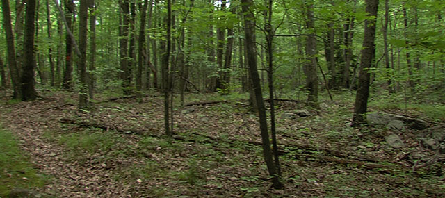 Environmental Groups Torn Over Forest Stewardship Bill