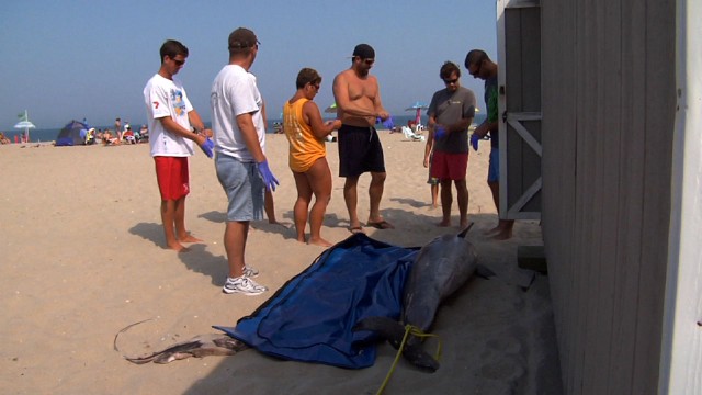 Experts Investigate the High Number of Dead Dolphins Washing Ashore