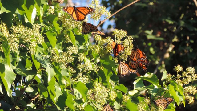 Fewer Monarchs Migrate Through Cape May Than Previous Falls