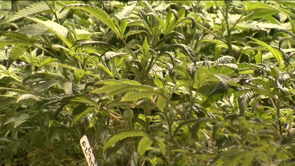 Sen. Scutari Introduces Bill to Allow Recreational Marijuana Use