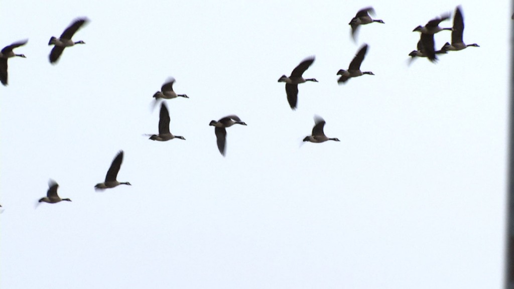 Airports Search for Ways to Reduce Bird Strikes