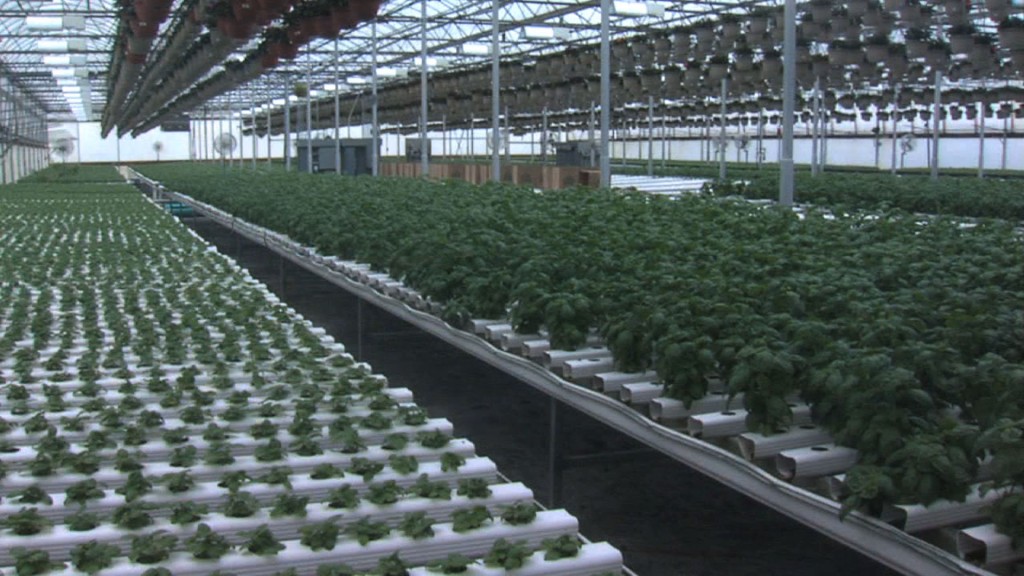 Terra Tech Hopes to Corner Marijuana Market