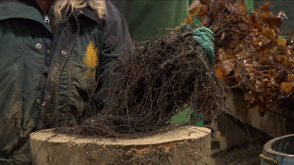 Campaign Aims to Replace Trees Destroyed By Sandy