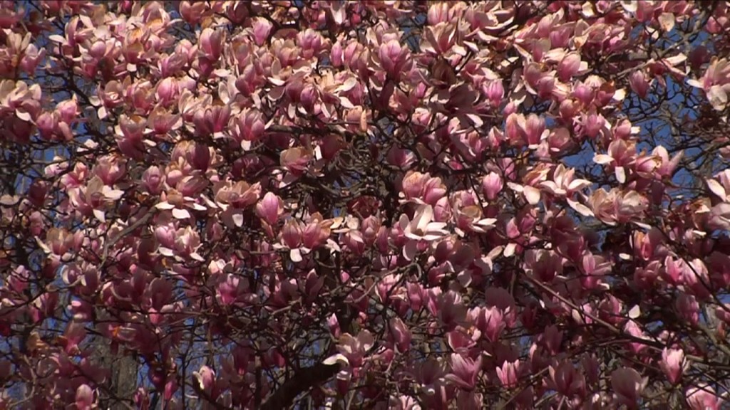 NJ Residents Face Intense Allergy Season