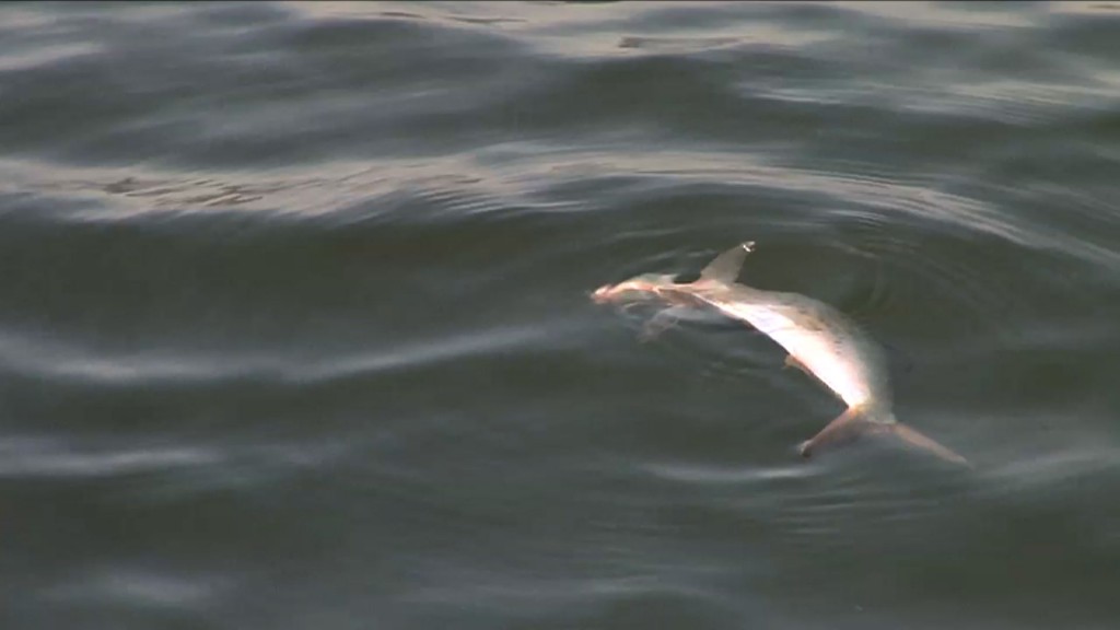 Officials Investigate Fish Kill in Shark River