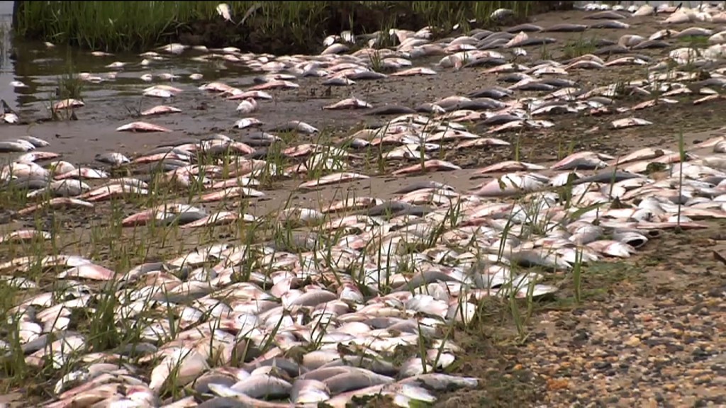 Tons of Dead Fish Line Shark River Shores