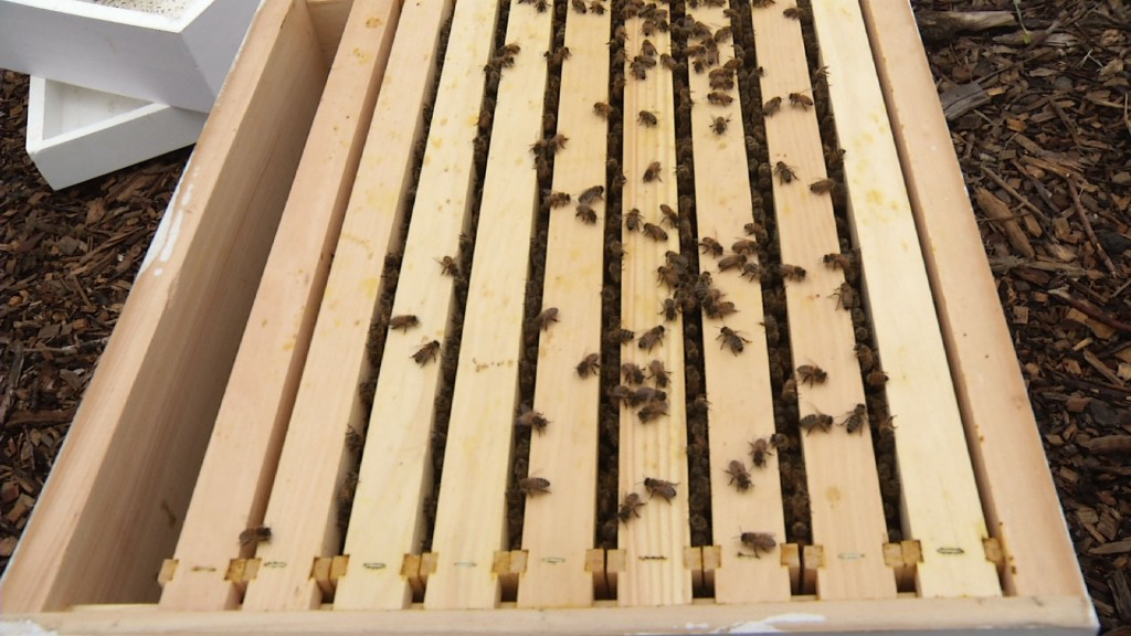 Chatham Community Bee Co-Op is Buzzing