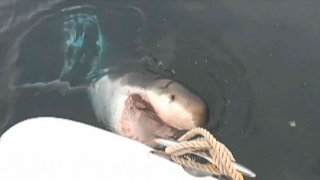 Great White Shark Numbers Have Increased