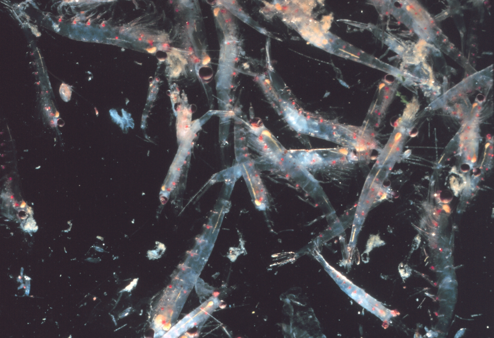Antarctic Food Web Depends on Changes in Wind and Ice Cover