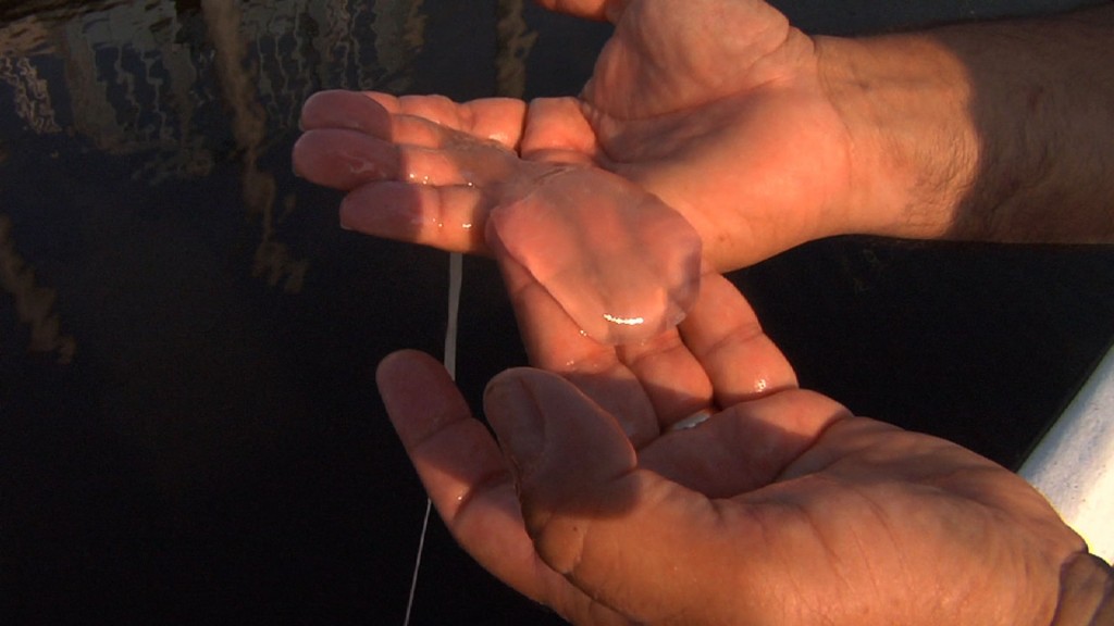 MSU Researchers Look at Jellyfish Infestation in Barnegat Bay