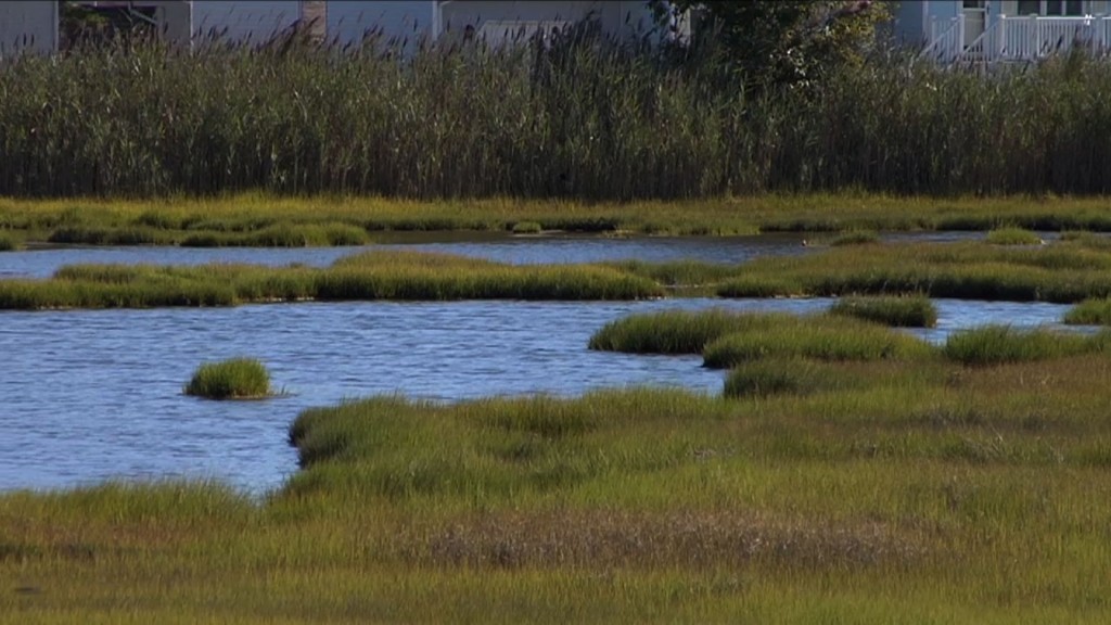 DEP Works to Restore NJ Wetlands