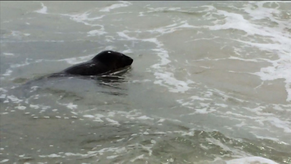 Rise in Marine Mammals at Jersey Shore