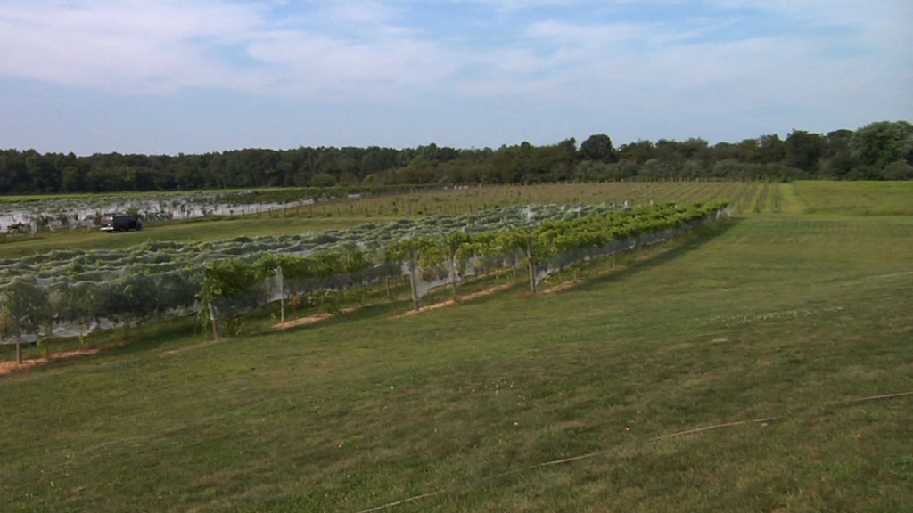 Estate, Inheritance Taxes Could Hurt Farm Business