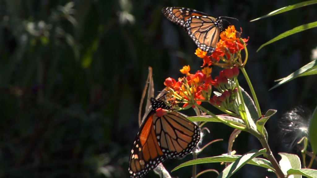 Monarchs Stop in Cape May Point on Journey to Mexico