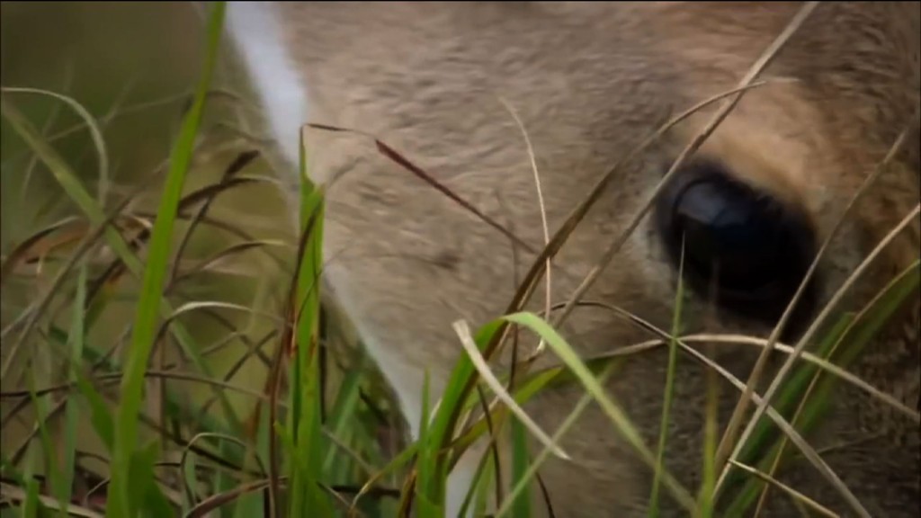 Bluetongue Virus Found in Deer for First Time in NJ