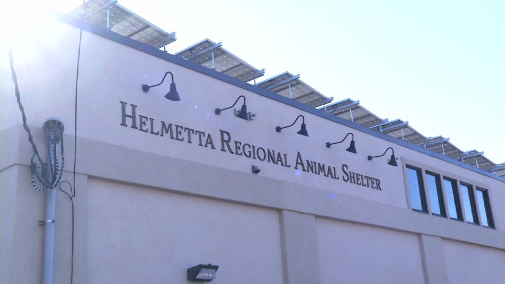 Animal Shelter Accused of Having Deplorable Conditions