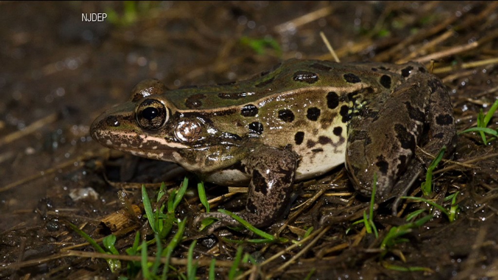 New Frog Species Discovered