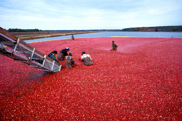 Feds Find Fault With NJ Bill That Would Ease Restrictions on Wetlands