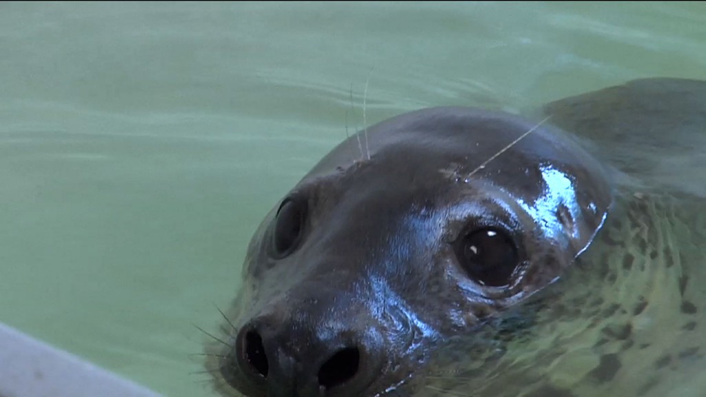 Severe Icing the Cause for More Seals on New Jersey Coast