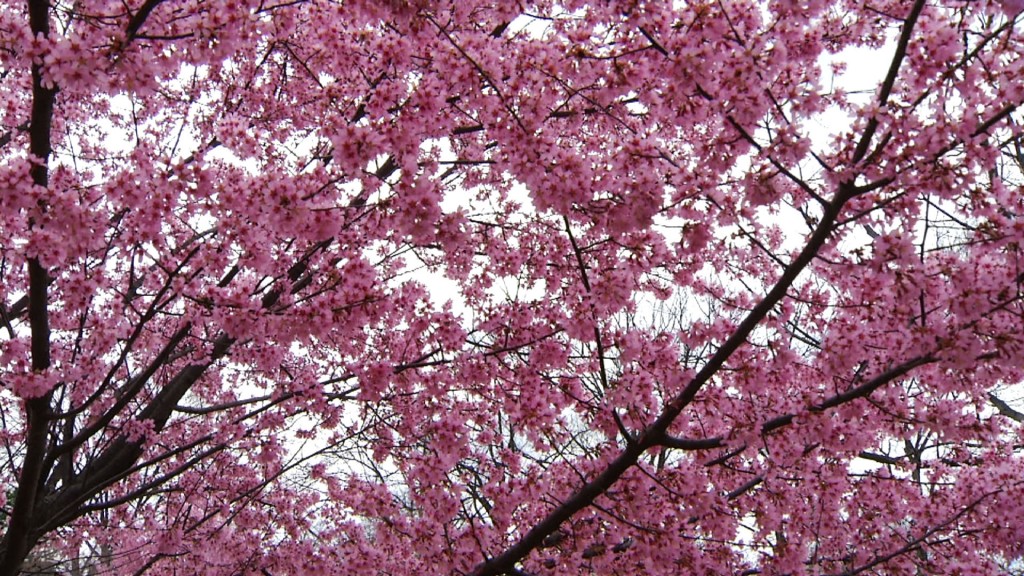 Admiring Cherry Blossoms in Branch Brook Park