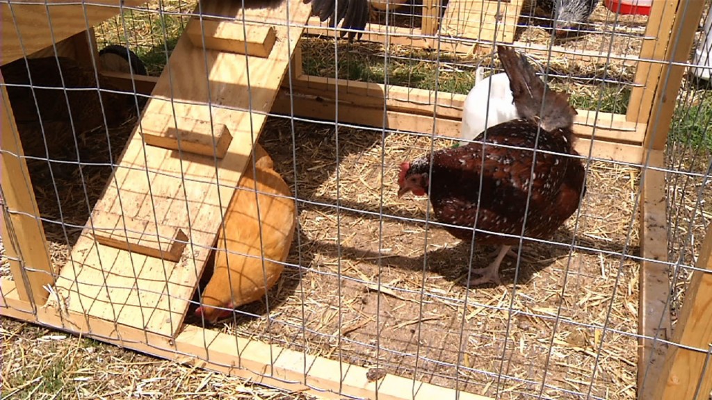 Chicken Rental Business Booming