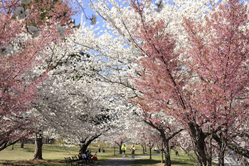 Newark’s Cherry Blossoms Thrive with Rutgers’ Help