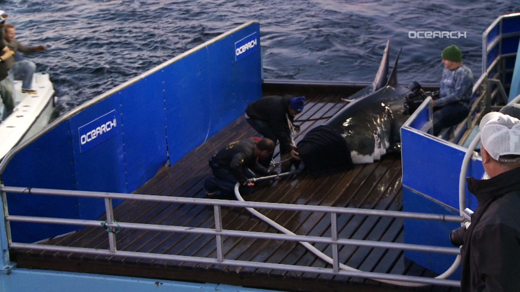 Tracking a Great White Shark Off the Jersey Shore