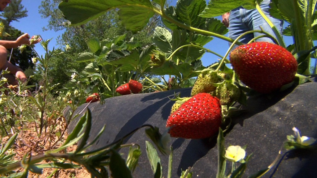 Rutgers Scarlet Strawberry Has More Flavor Than Its Counterparts