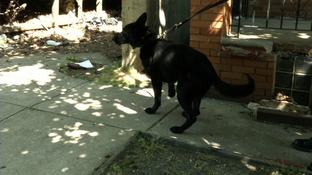 A Look at Camden County PD’s K-9 Unit