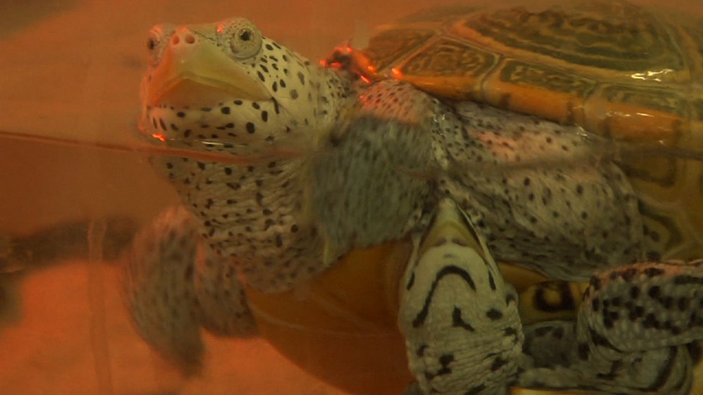Students Work for Legislation to Protect Turtles